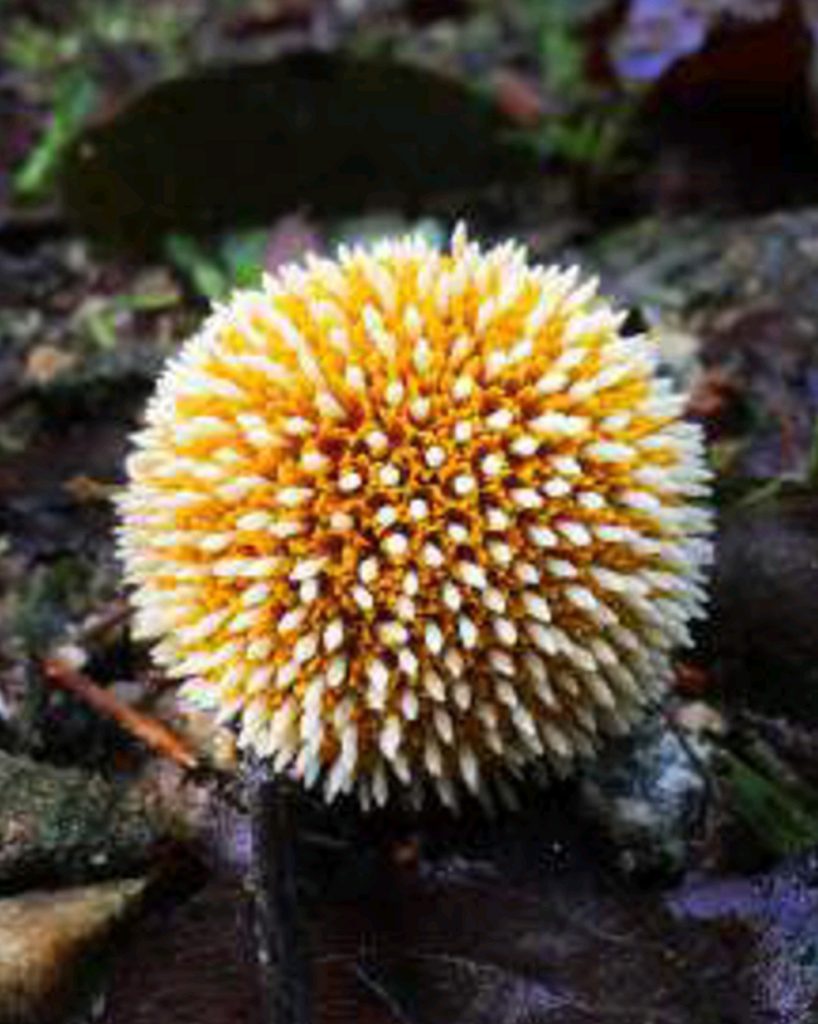 Forest & Flora - Friends Of Bukit Kiara