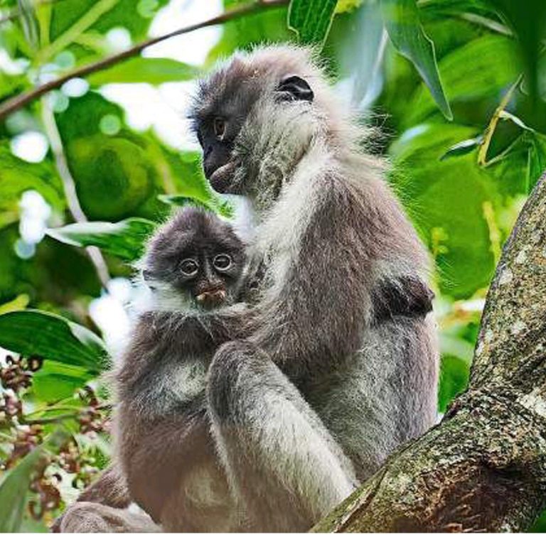 Mammals - Friends Of Bukit Kiara